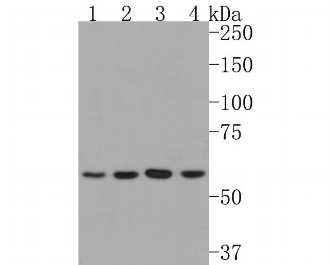 NUP50 Antibody in Western Blot (WB)