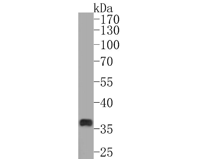 Napsin A Antibody in Western Blot (WB)