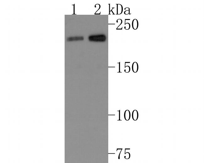 MADD Antibody in Western Blot (WB)