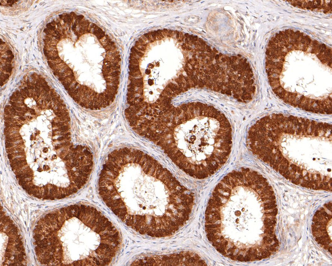 HINT1 Antibody in Immunohistochemistry (Paraffin) (IHC (P))