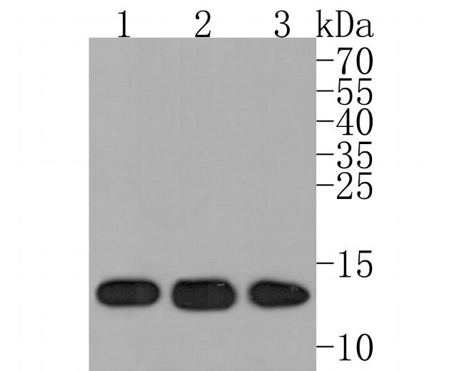 HINT1 Antibody in Western Blot (WB)