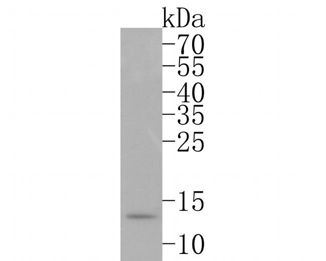 HINT1 Antibody in Western Blot (WB)