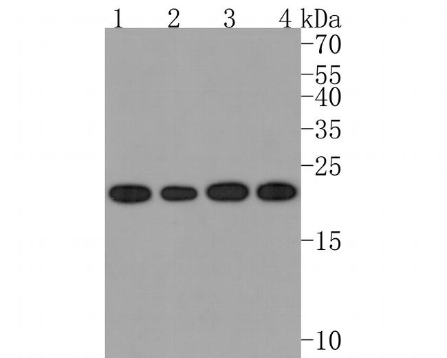 RAB5C Antibody in Western Blot (WB)