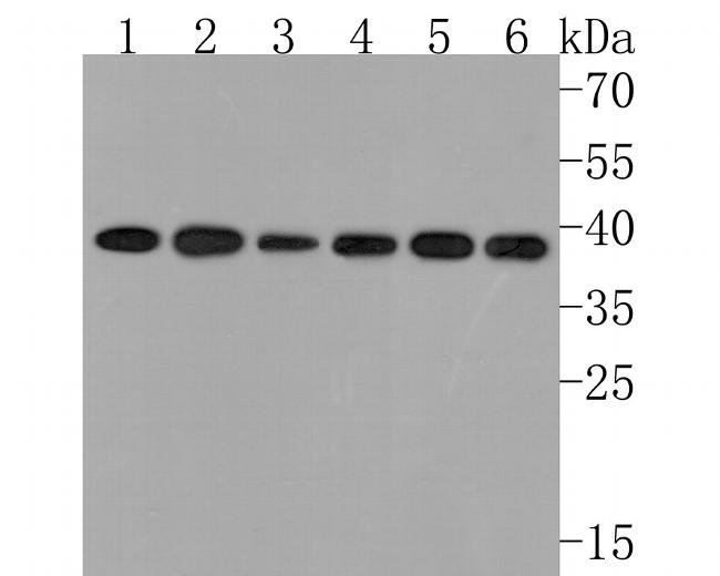 STOML2 Antibody in Western Blot (WB)