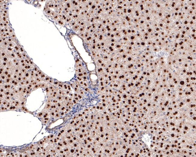 HNF4A Antibody in Immunohistochemistry (Paraffin) (IHC (P))