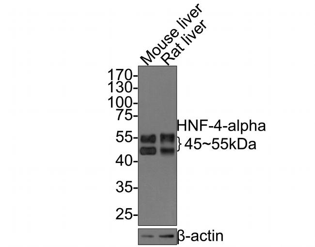 HNF4A Antibody in Western Blot (WB)