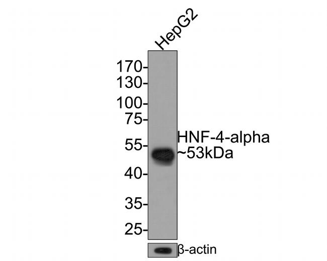 HNF4A Antibody in Western Blot (WB)