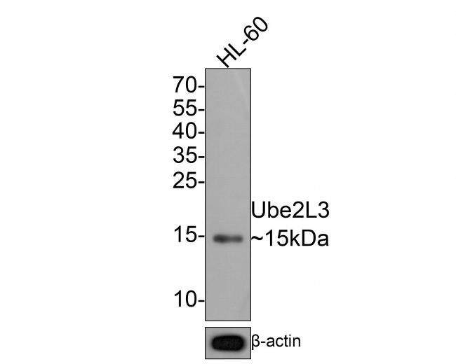 UBE2L3 Antibody in Western Blot (WB)