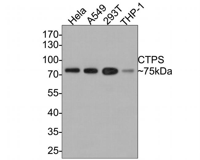 CTPS Antibody in Western Blot (WB)