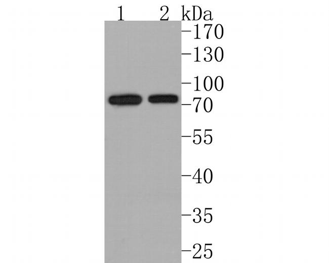 CTPS Antibody in Western Blot (WB)