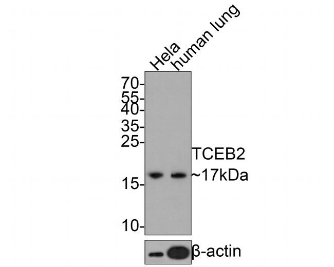 TCEB2 Antibody in Western Blot (WB)