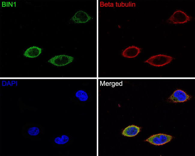 BIN1 Antibody in Immunocytochemistry (ICC/IF)