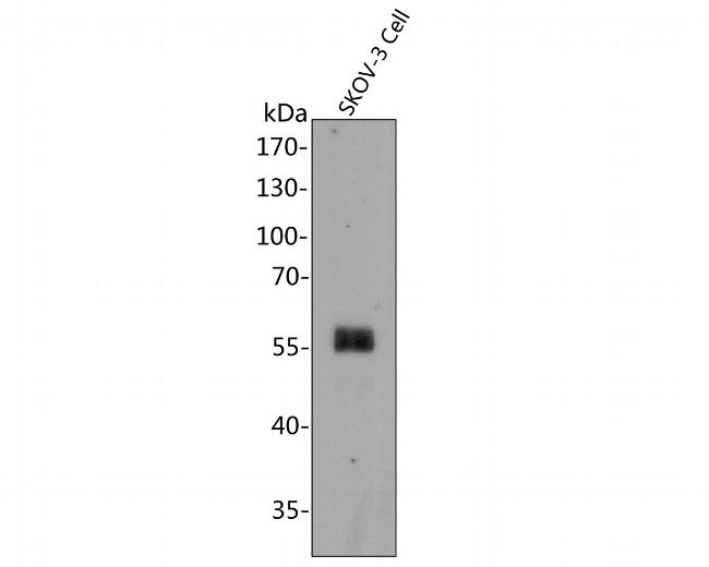 PAX8 Antibody in Western Blot (WB)