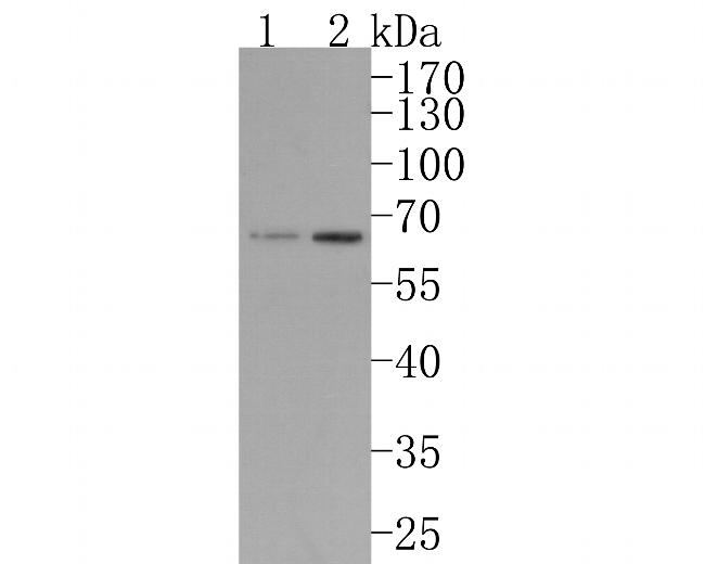 IKZF3 Antibody in Western Blot (WB)