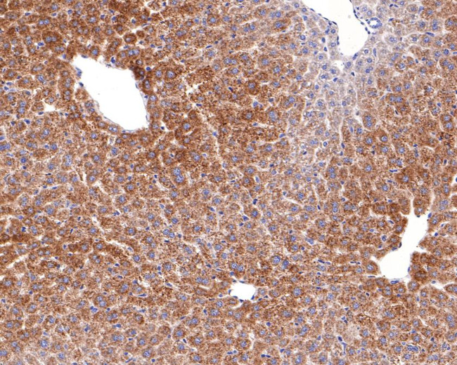 MUT Antibody in Immunohistochemistry (Paraffin) (IHC (P))