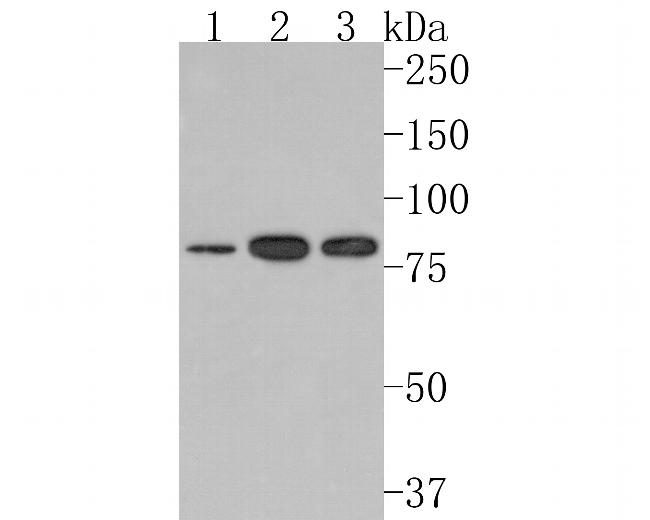 MUT Antibody in Western Blot (WB)