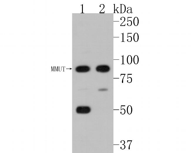 MUT Antibody in Western Blot (WB)