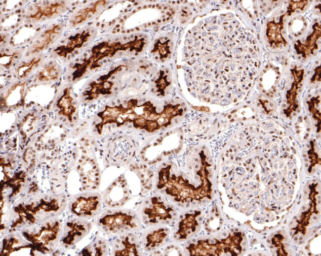 DPF2 Antibody in Immunohistochemistry (Paraffin) (IHC (P))