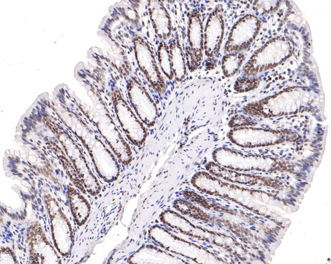 DPF2 Antibody in Immunohistochemistry (Paraffin) (IHC (P))