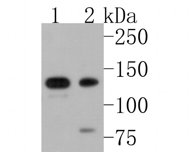 PKN2 Antibody in Western Blot (WB)