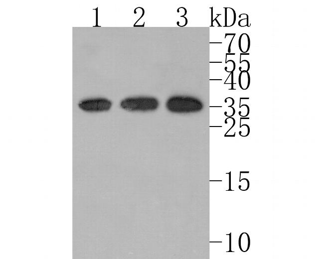 Kallikrein 8 Antibody in Western Blot (WB)