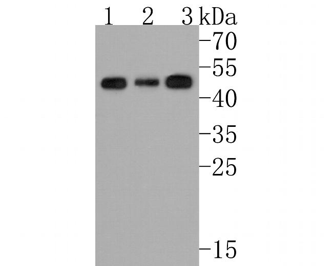 ABRA1 Antibody in Western Blot (WB)