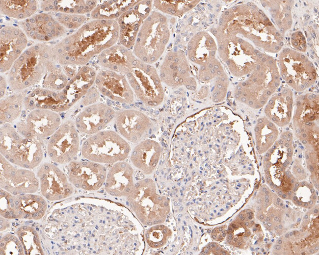 ITPA Antibody in Immunohistochemistry (Paraffin) (IHC (P))