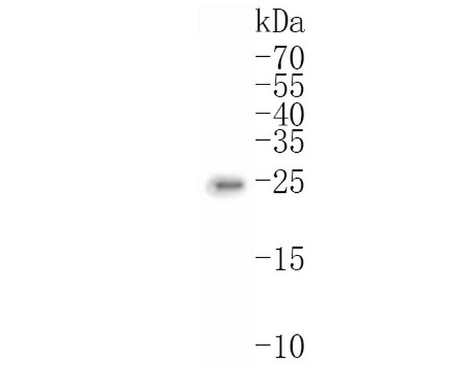 ITPA Antibody in Western Blot (WB)