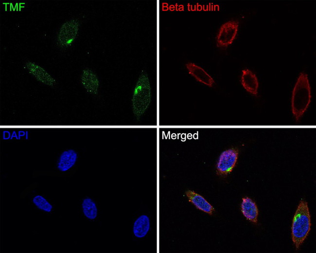 TMF1 Antibody in Immunocytochemistry (ICC/IF)