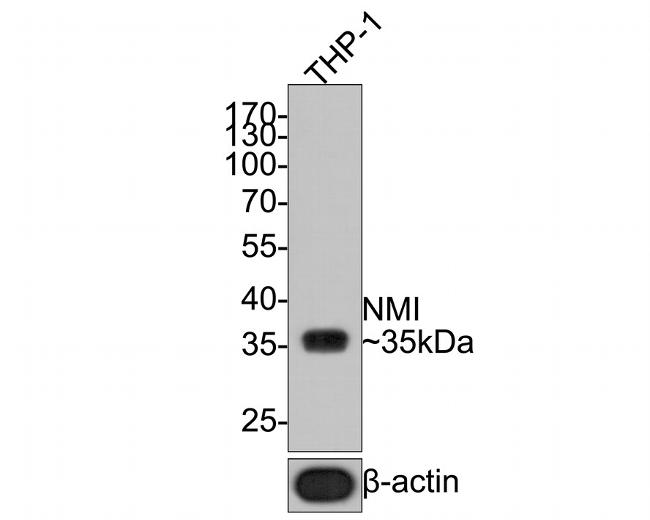 NMI Antibody in Western Blot (WB)