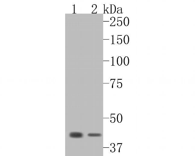 HMGCS2 Antibody in Western Blot (WB)