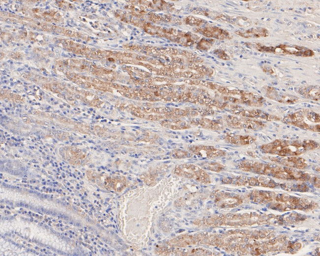 EDG2 Antibody in Immunohistochemistry (Paraffin) (IHC (P))