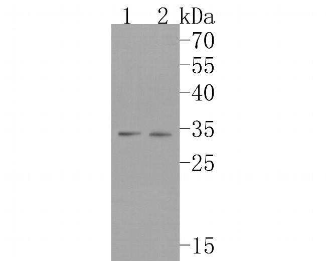 FHL1 Antibody in Western Blot (WB)