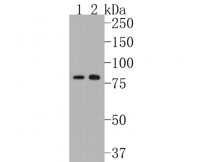 MFN2 Antibody in Western Blot (WB)