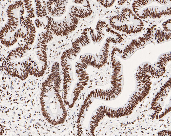 USP39 Antibody in Immunohistochemistry (Paraffin) (IHC (P))