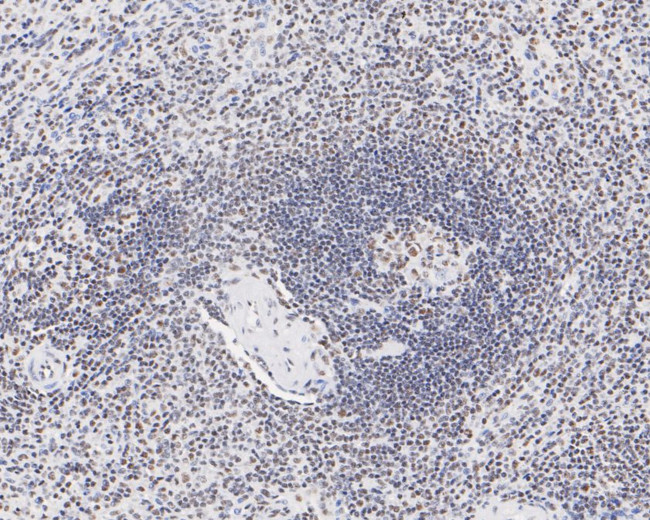 USP39 Antibody in Immunohistochemistry (Paraffin) (IHC (P))