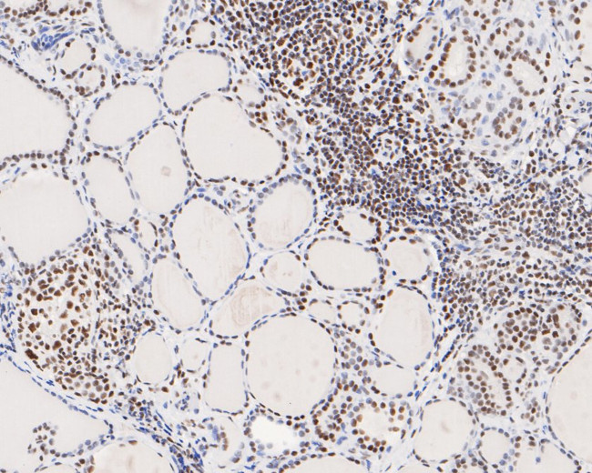 USP39 Antibody in Immunohistochemistry (Paraffin) (IHC (P))