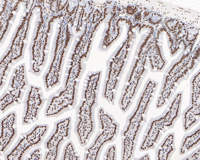 USP39 Antibody in Immunohistochemistry (Paraffin) (IHC (P))