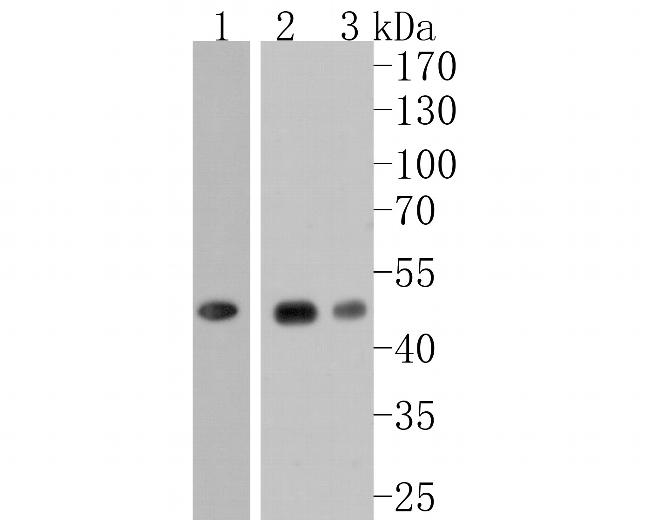 NDRG3 Antibody in Western Blot (WB)