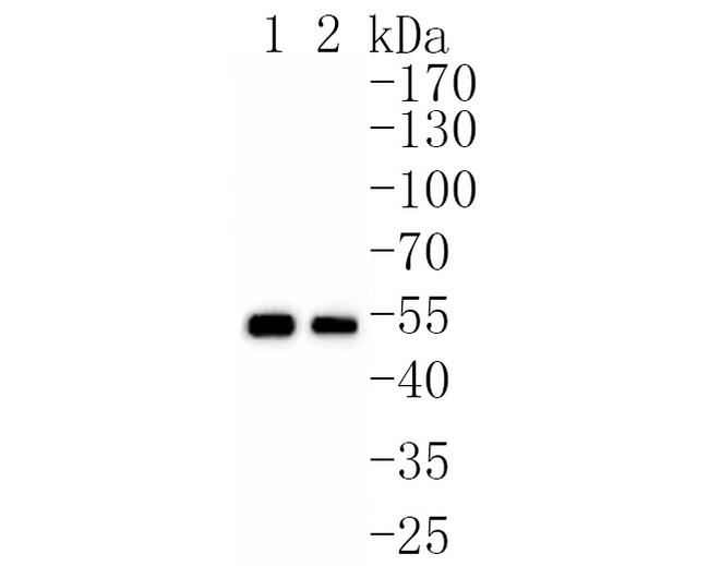 SAMM50 Antibody in Western Blot (WB)