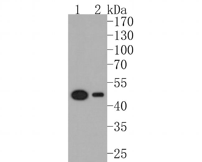 ELP4 Antibody in Western Blot (WB)