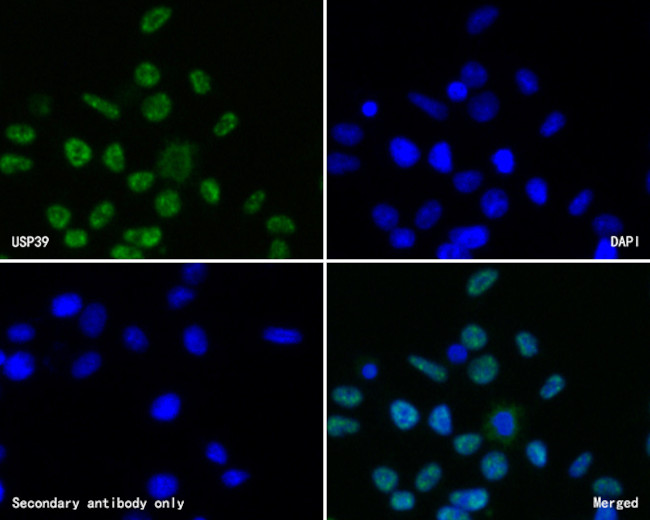 USP39 Antibody in Immunocytochemistry (ICC/IF)