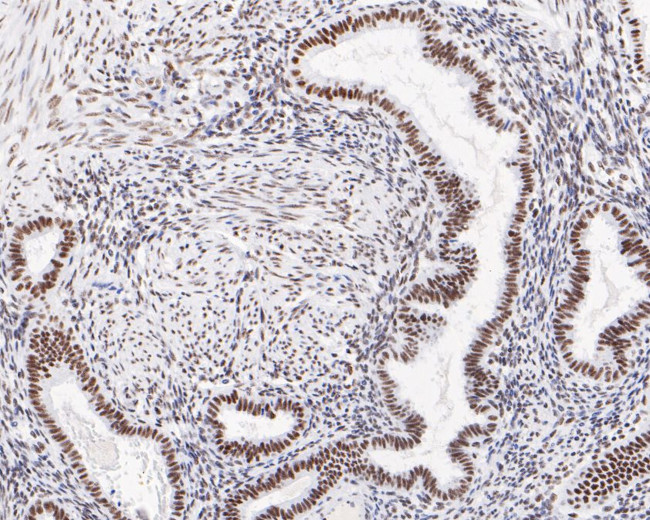 USP39 Antibody in Immunohistochemistry (Paraffin) (IHC (P))