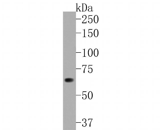 GBP1 Antibody in Western Blot (WB)