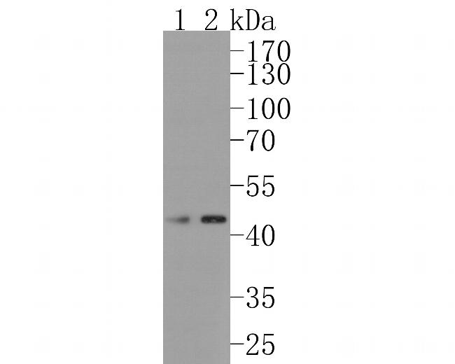 FDFT1 Antibody in Western Blot (WB)