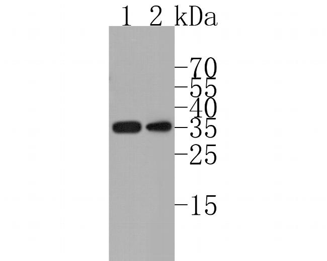 CD79b Antibody in Western Blot (WB)