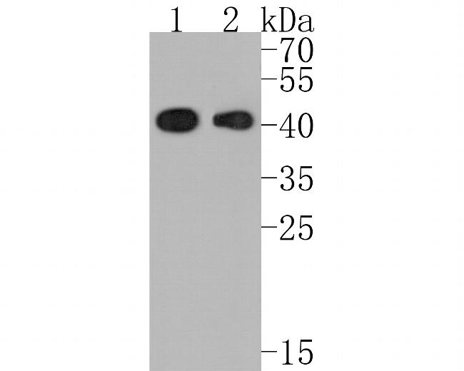 HFE Antibody in Western Blot (WB)