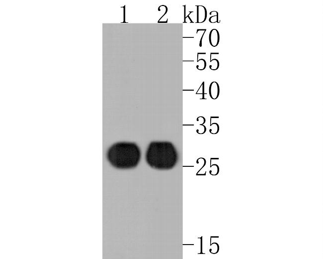 HLA-DMB Antibody in Western Blot (WB)