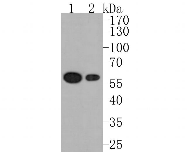 PDCD7 Antibody in Western Blot (WB)