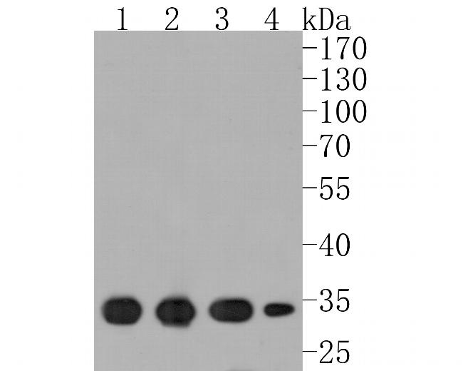 ARPC2 Antibody in Western Blot (WB)